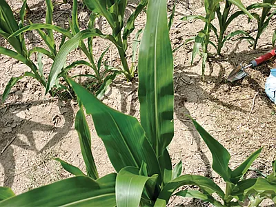 A close-up of a student working in an experimental plot in the field. Photo by Michael Weintraub.