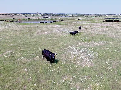 Perennial grazing can maintain soil health similar to that seen in native ecosystems. Photo by Wayne Polley.