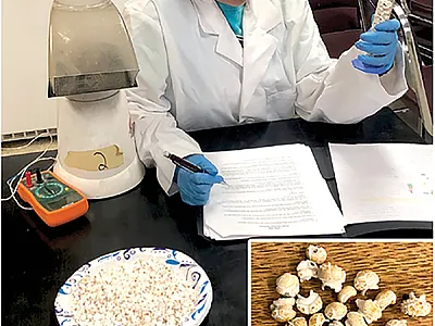 Undergraduate researcher Sophia Arista measures the popping performance of hybrids. Inset: Differences in the shapes of popped sorghum. Photos by Mitchell Kent.