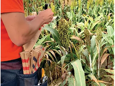 Ph.D. student A.J. Ackerman developing new hybrids and breeding populations.