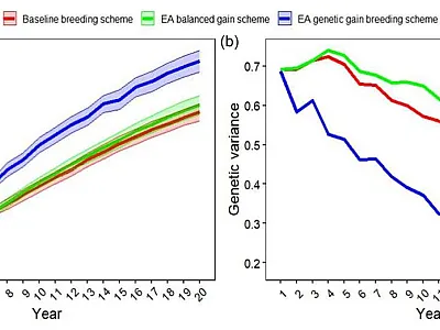 Genetic gains (a) and genetic variance (b) trends for a simulated wheat line breeding program (with 100 independent simulations). The red line represents the baseline breeding scheme, the blue line represents the evolutionary algorithm (EA) genetic gain breeding scheme, and the green line represents the EA balanced gain breeding scheme (a breeding scheme which aimed to maintain a balance between genetic gains and genetic diversity). Figure courtesy of Torsten Pook.
