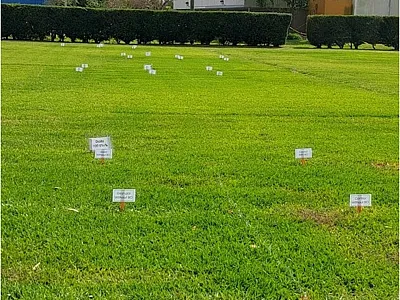 St. Augustinegrass irrigated at 100% evapotranspiration (ET) in March in South Florida and fertilized either following a summer blackout period or no blackout period. Photo courtesy of I. Alejandra Sierra. 