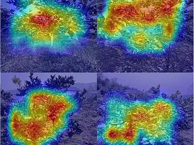 From one photo to fruit count: How a model sees citrus trees of different complexity. Each image shows a real orchard photo overlaid with an AI attention map, where warmer colors indicate regions that the model weighted most heavily to estimate total fruit count. The model reads both visible fruits and overall canopy structure, arriving at a reliable count from a single smartphone photo. Photo courtesy of Hongchun Qu, first author on the study.
