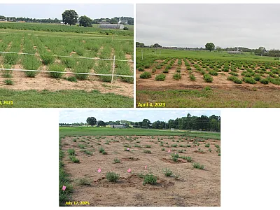 Progression of low pH and high aluminum’s effect on a panel of alfalfa populations, evaluated over multiple years. Field soil pictured was naturally acidic (pH = 5) and rich in aluminum (extractable aluminum = 11 mg/kg). The best plants from the best populations were selected for crossing and advancing to another cycle of recurrent selection. Photos courtesy of Ali Missaoui, University of Georgia.