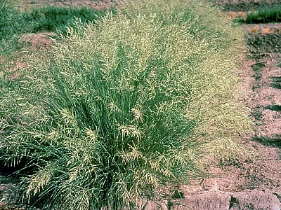 Eragrostis curvula plants naturally have two to eight sets of chromosomes, making the forage grass a great model species for studying polyploidy. Photo by USDA-NRCS Tucson Plant Materials Center (PMC) and courtesy of the USDA-NRCS PLANTS Database. 