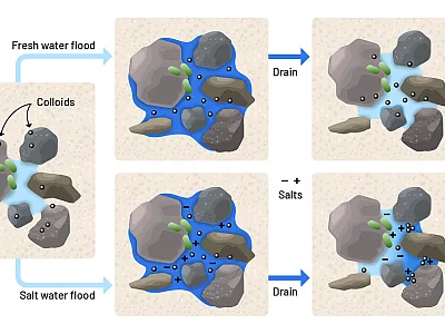 Graphical abstract depicting how saltwater and freshwater differently affect oxygen levels in soil pores. Image courtesy of Nathan Johnson, science illustrator at Pacific Northwest National Laboratory.