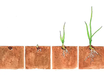This illustration (by Corey Labrie) depicts the early seed and seedling life stages of plants. It is republished from Kettenring & Tarsa (2020). http://dx.doi.org/10.3389/fenvs.2020.00109. CC-BY.