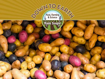 Colorful potatoes. 