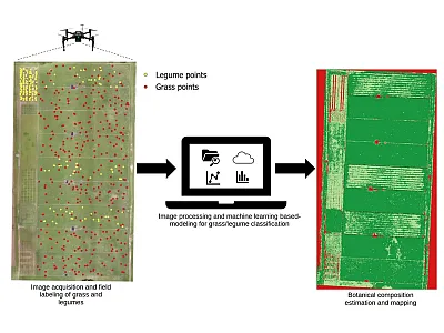 Original drone picture from the pasture area (left) next to a modeling scheme and prediction map of grass and legume distribution generated using a convolutional neural network (right). Grass is shown in dark green and legumes in light green. Red areas represent non-vegetated zones or background. Paddocks are labeled from 1 to 9; paddocks 3, 5, and 9 contain a bahiagrass–rhizoma peanut mixture, while the others are bahiagrass only. Photo courtesy of Igor Bretas, first author on the study.
