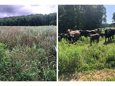 Left: Cover crop fields that have not been grazed. Right: Grazing on plots seeded with mixed cover crops. Photos courtesy of Said Hamido.