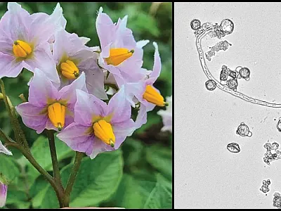 Left: Potato flowers showing anthers and part of the pistils. Right: In-vitro pollen germination. Styles and pollen were used to study S-RNases and SLFs. Photos courtesy of Mercedes Ames, first author on the study.
