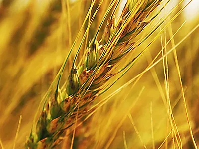 Researchers assessed the degree to which randomization across breeding cohorts could improve selection accuracy using simulations based on real genotypic data from University of Illinois wheat breeding lines. Photo by Ann Marshall, USDA-ARS.