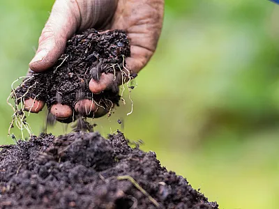 Biochar has emerged as a promising soil amendment that improves soil health and nutrient efficiency. Photo courtesy of Adobe Stock/Phoebe.