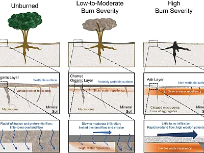 This illustration shows interactions among burn severity, soil profile features, water repellency formation, and hydrological response after fires. It is being republished from Stewart et al. (2025):  https://doi.org/10.1002/vzj2.70030.