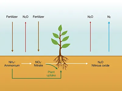 The amounts of nitrous oxide (N2  O) emitted in crop production are a small fraction of the nitrogen applied but comprise a big fraction of its carbon footprint. Each molecule of N2 O traps as much heat as 273 molecules of carbon dioxide. Photo courtesy of Adobe Stock/ Dimitrios.