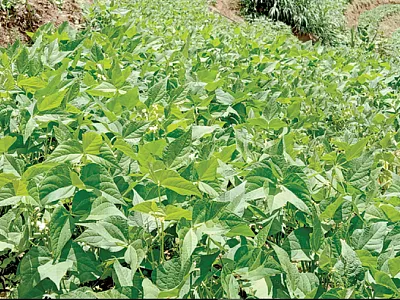 ‘Kikatiti’ pinto bean production on a hillside in Tanzania. Photo by Susan Nchimbi‐Msolla, Sokoine University of Agriculture.