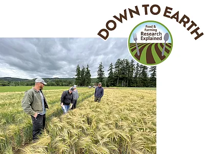 Stakeholders survey a field of ‘Top Shelf’ barley in Chehalis, WA. Photo by Pat Hayes.