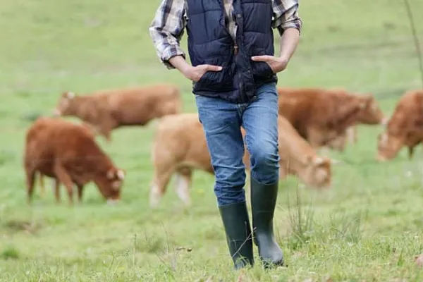 A farmer walking through a green field with a herd of cows