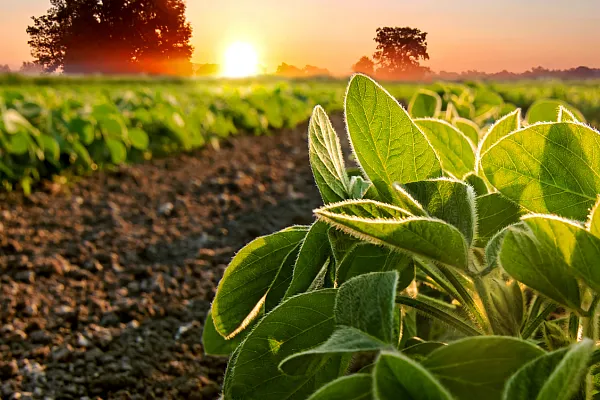 soybean field with sunrise in foreground