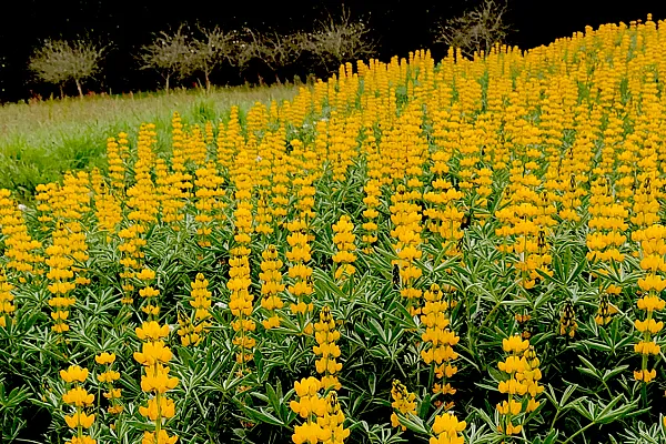 field view of blooming lupine