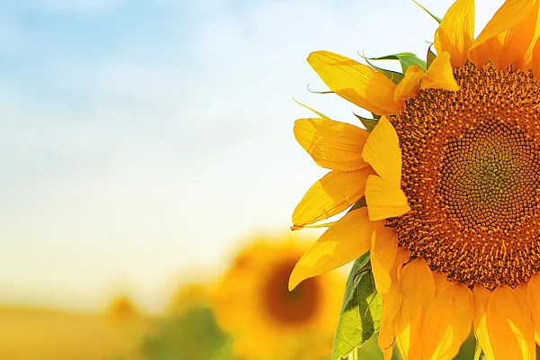 sunflower with sky and landscape in foreground