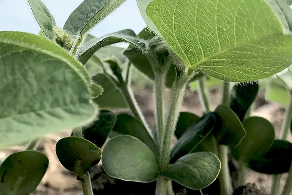 close up of pea plant with leaf