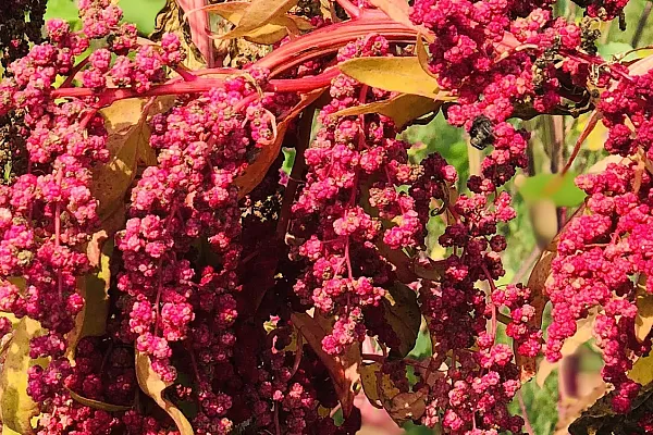 close up of Quinoa plant in bloom