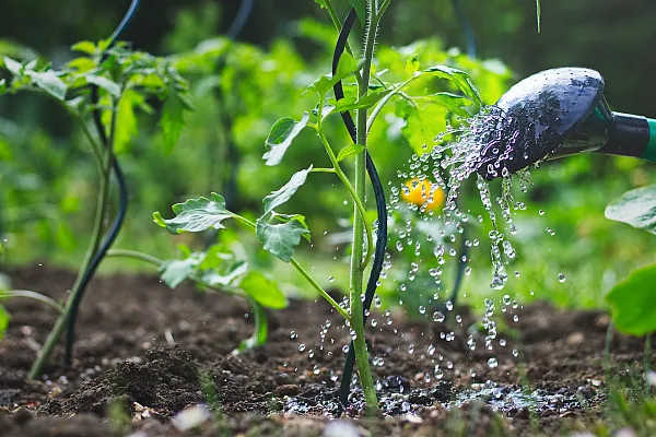 close up of water plant at the root of the plant