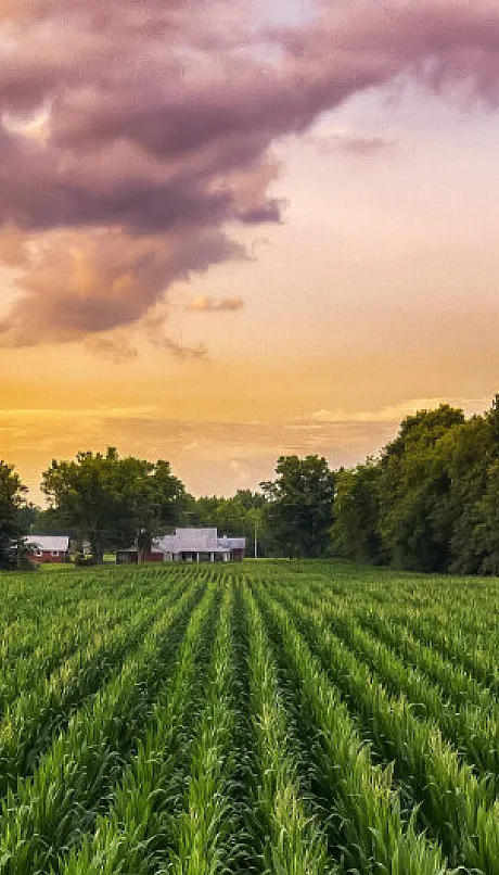 Sunset over a field