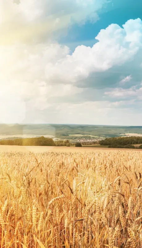 Wheat field at dawn