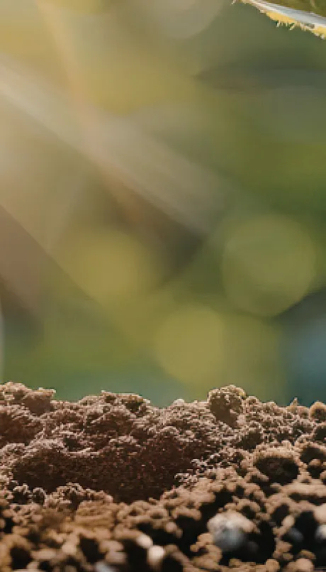 close up of new seedling in soil with sunburst in foreground