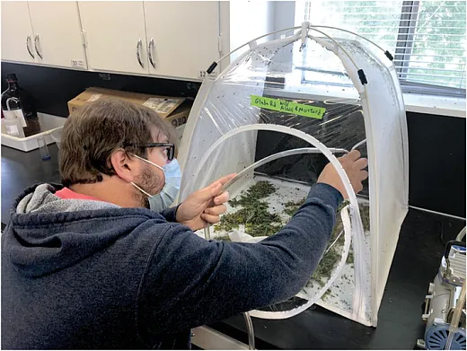 Sorting fieldâcollected Lygus bugs into plastic vials in cohorts of 10.
