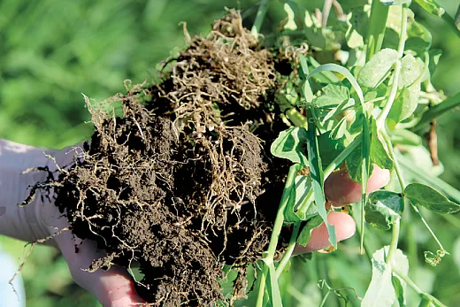 Improving soil health can increase a cropping systemâs sustainability in the long term and improve access to soil water and nutrients in the short term. NRCS photo by Aaron Roth.