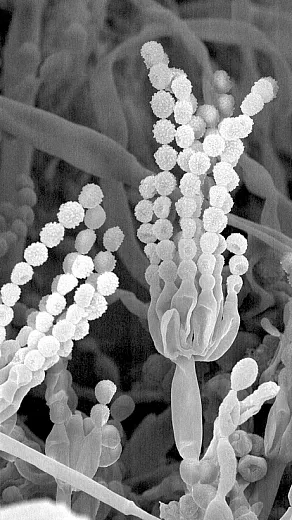 Each teaspoonful of healthy soil contains billions of soil microorganisms like the soil fungus seen here. Photo courtesy of USDAâARS, Electron & Confocal Microscopy Unit, Beltsville, MD.