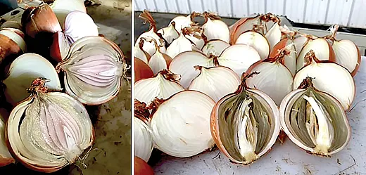 Figure 1. Bacterial rot in âCalibraâ onion bulbs grown in the Columbia Basin of Washington State. Photos by Tessa Belo.
