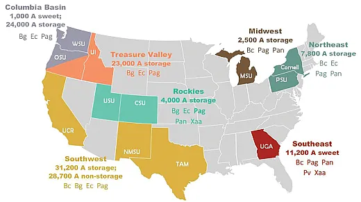 Figure 2. Seven primary regions of onion production in the U.S., including acres (A) of production in 2017 (USDAâNASS; National Onion Association; onion stakeholders), predominant type of onion production, and current knowledge of onion bacterial pathogens that appear to be prevalent in each region (Bc = Burkholderia cepacia, Bg = Burkholderia gladioli pv. alliicola, Ec = Enterobacter cloacae and related species, Pag = Pantoea agglomerans, Pan = Pantoea ananatis, Pv = Pseudomonas viridiflava, Xaa = Xanthomonas axonopodis pv. allii). From du Toit et al (2019).