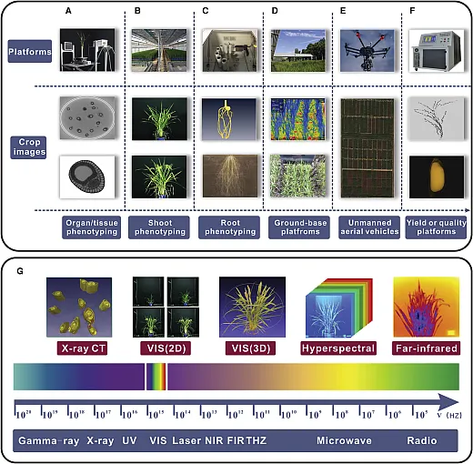 Schematic overview of phenotyping platforms and across different scales. Organ/tissue (A), shoot (B), root (C), ground based (D), UAV (E), yield/quality (F), and phenotyping and exemplification of different spectra used in crop phenotyping (G). Figure reprinted from Yang et al. (2020) under this license: https://creativecommons.org/licenses/byâncând/4.0/.