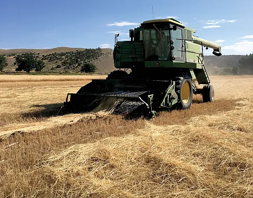 Harvesting einkorn in Wyoming. 