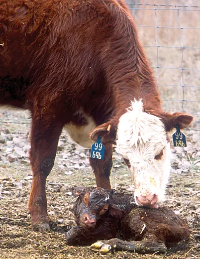 In the United States, beef production starts with cowâcalf operations. Ideally, every year, a mother cow gives birth to a calf weighing somewhere between 60 and 100 lb. Photo by Scott Bauer, USDAâARS.