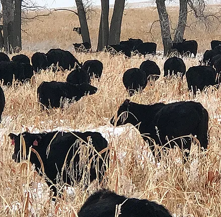 Multiple studies have documented the benefits of bringing livestock onto cropland in what is known as an âintegrated cropâ livestock system.â Photo by Jerry Doan.