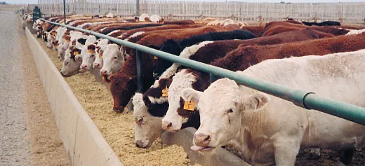 Feedlot cattle are often fed corn and corn byâproducts from distillation or other foodâmanufacturing processes, like distillerâs grain. Without cattle to eat these waste products, distillerâs grain would end up in the landfill. Photo courtesy of Flickr/NDSU Ag Communication and reprinted here under this license: https://creativecommons.org/licenses/byâncâsa/2.0/.