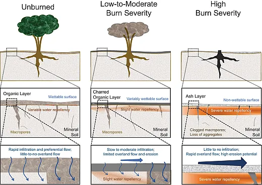 This illustration shows interactions among burn severity, soil profile features, water repellency formation, and hydrological response after fires. It is being republished from Stewart et al. (2025):  https://doi.org/10.1002/vzj2.70030.