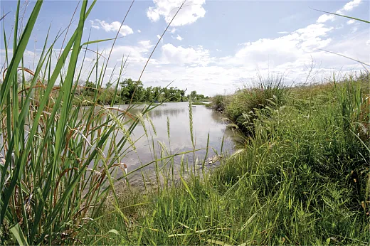 Streambank buffers, also known as riparian buffers, filter out pollutants that could make it into the water flow. Photo courtesy of USDAâNRCS Texas. 
