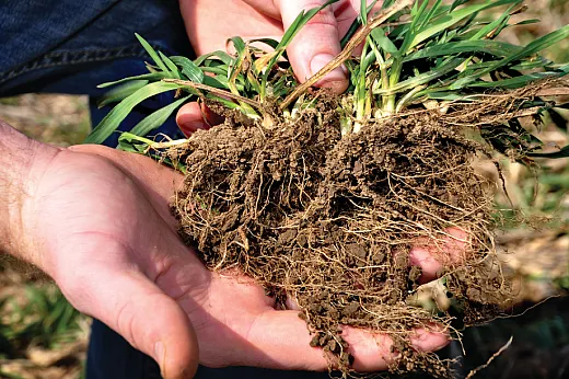 Ryeâs extensive root system captures and holds onto nutrients, and the extensive biomass suppresses weeds and protects the soil from erosion. NRCS/SWCS photo by Lynn Betts. 