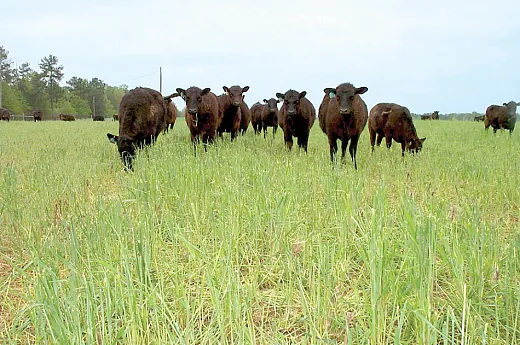 Today, half of the rye grain harvest in the United States is used as pasture, hay, or as a cover crop. Photo originally submitted by Schomberg et al.: https://doi.org/10.2134/csa2014â59â6â2. 