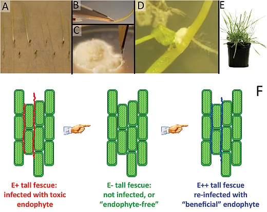 Figure 3. (Top) Process of creating tall fescue varieties that are endophyteâfree or contain a novel endophyte. (Photos by Carolyn Young, used with permission granted by Noble Research Institute. No further reproduction permitted.) (Bottom) Novel endophyte tall fescue is created by removing the common endophyte from toxic tall fescue, which results in endophyteâfree tall fescue, and then inserting a strain of endophyte that produces little or no ergot alkaloids.4 Figure Daily gain and prolactin production of sheep grazing tall fescue infected with a toxic endophyte (E+), tall fescue not infected (Eâ) with an endophyte, and tall fescue reinfected (E++) with a novel endophyte (Parish et al., 2003a).