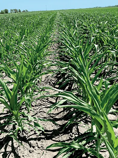 Some biostimulants are foliarâapplied to help crops tolerate abiotic stresses such as extreme temperatures or drought. This photo shows droughtâstressed corn. Photo by Connor Sible.