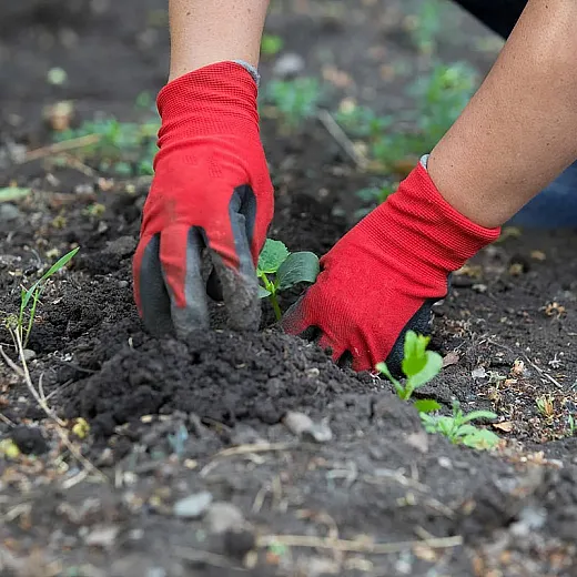 Hands in red gloves planting