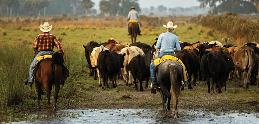 Four of the nationâs 10 largest cow-calf operations are located in Florida. Photo by Haoyu Li.