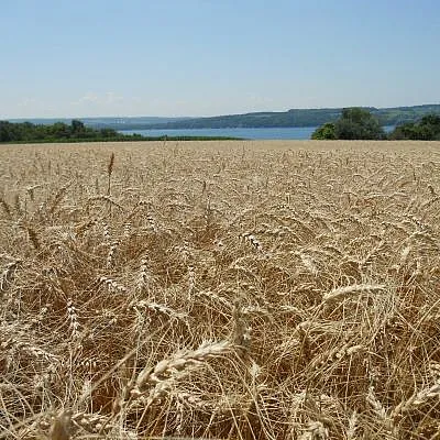 soft-red-wheat-in-skaneateles-lake-watershed